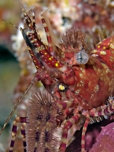 "Portrait Of A Marbled Shrimp"
 by Henry Jager 